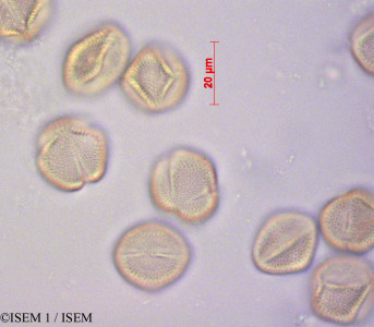 ISEM 1/Fraxinus_ornus_29183/Fraxinus_ornus_29183_0001(copy)_thumb.jpg